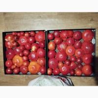 Продам шляпки червоного мухомора, для мікродозингу