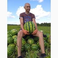 Продам солодкий кавун з поля. Опт
