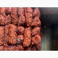 Продам велику моркву