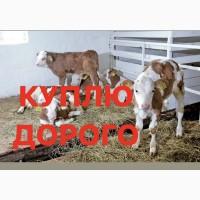 Куплю телята молочні у Вінницькій, Хмельницькій, Житомирській областях, Винницкая обл
