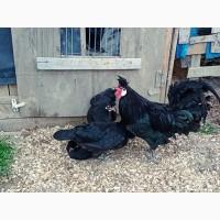 Інкубаційне яйце. Курчата, Аппенцеллер блакитні, лимон, чорні