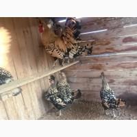 Інкубаційне яйце. Курчата, Аппенцеллер блакитні, лимон, чорні