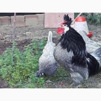 Інкубаційне яйце. Курчата, Аппенцеллер блакитні, лимон, чорні