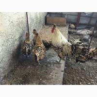 Інкубаційне яйце. Курчата, Аппенцеллер блакитні, лимон, чорні