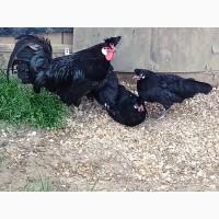 Інкубаційне яйце. Курчата, Аппенцеллер блакитні, лимон, чорні