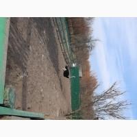 ТЕРМІНОВО продам Африканські страуси 2 самки та 2 самці