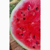 Продаємо кавуни та дині