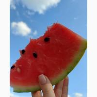 Продаємо кавуни та дині