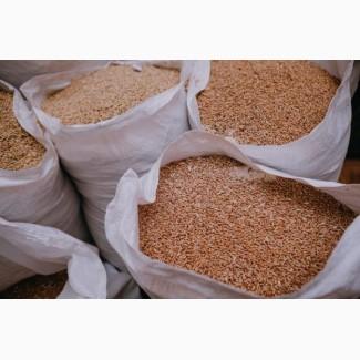 Постійно закуповуємо побічні продукти зернових, олійних та бобових