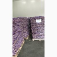 Картопля Королева анна