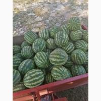 Продам Кавуни оптом сорт Продюсер