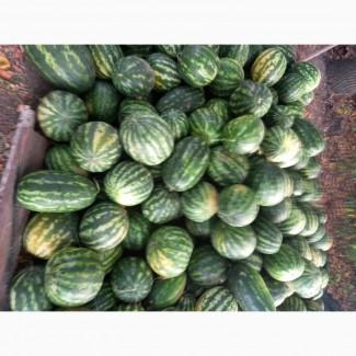 Продам кавуни, сорти Талісман, Юмі, Арашан