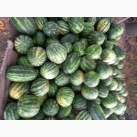 Продам кавуни, сорти Талісман, Юмі, Арашан