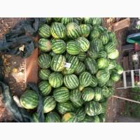 Продам кавуни, сорти Талісман, Юмі, Арашан