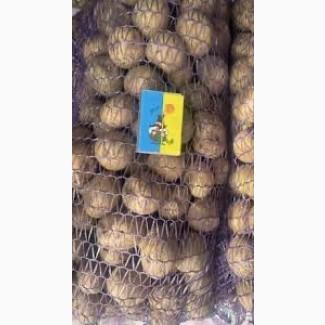 Насіннєва картопля Саншайн Одеська область купити з доставкою, роздріб від 10 кг