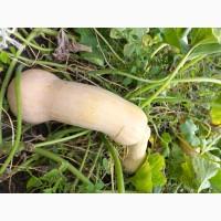 Продам гарбуз мускатний