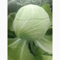 Продам капусту