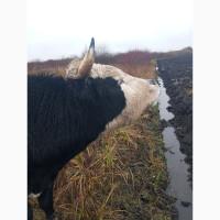 BUGAYA укр.білоголової продам