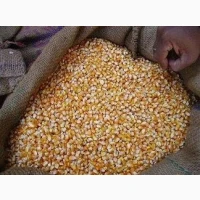 Продам кукурудзу 1100 т, Чернігівська обл, Прилуки