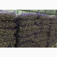 Сорт Королева Анна насіннєва картопля, 1-2 репродукція, доставка