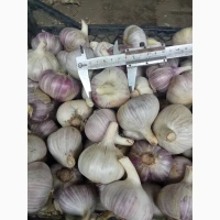 Продам озимий часник сорту Любаша та Вікторія