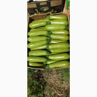 Продам кабачок оптом