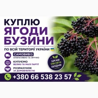 Купуємо Бузину