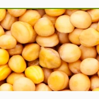 Зимуючий жовтий горох ФЕРО, 1 репродукція