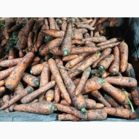 Продам моркву
