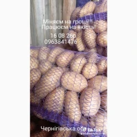 Продам картоплю сорт Парадізо 25т