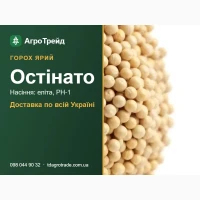 Посівний горох Остінато - насіння еліта, РН-1