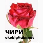 Саженцы чайно-гибридных сортов роз