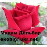 Саженцы чайно-гибридных сортов роз