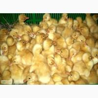 Продаєм каченята стар 53