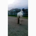 Продам молодого жеребца и карету