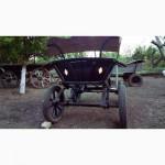 Продам молодого жеребца и карету