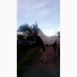 Продам молодого жеребца и карету