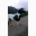 Продам молодого жеребца и карету