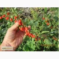 Годжи Сорт Sweet Lifeberry