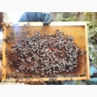 Продам пчелосемьи