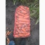 Продам моркву від 3 грн