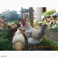 Продам петухов породы Геркулес для племя