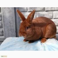 Продам крольчих сукрольных