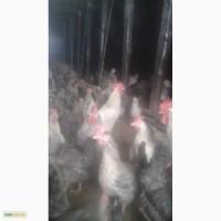Яйцо инкубационное несушки породы Борковская Барвистая (Серебристый леггорн)