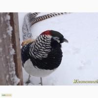 Фазан алмазный самец