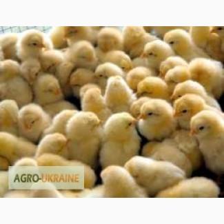 Продам добові курчата