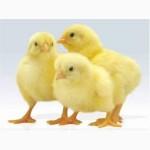 Продам добові курчата