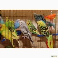 Яркие попугайчики для разговора. Попугай Выставочный чех