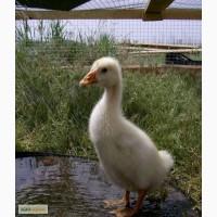 Продам гусят