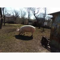 Продам свиноматок в хорошому стані